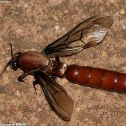 Ant