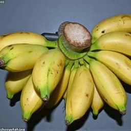 موز