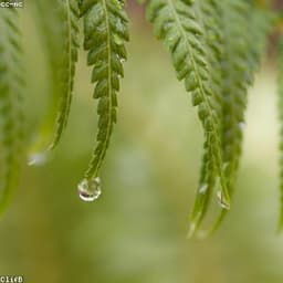 শিশির