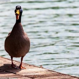 Duck