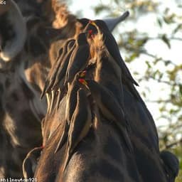 Giraffe