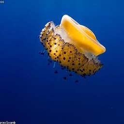 Jellyfish