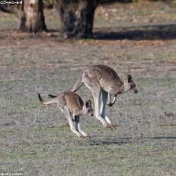 Kangaroo