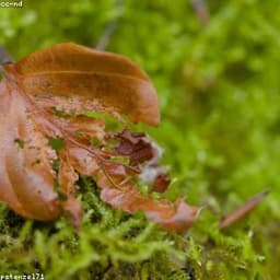 Leaf
