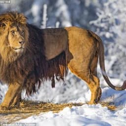 Lion