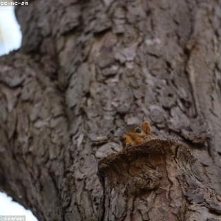Nest ছবি