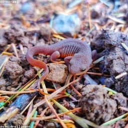 Newt