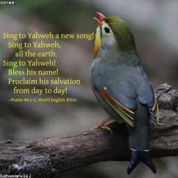 Nightingale