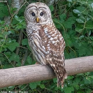 Owl ছবি