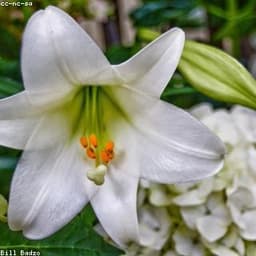 তাল