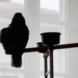 টিয়া