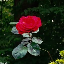 গোলাপ