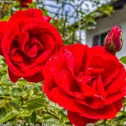 ঋতু