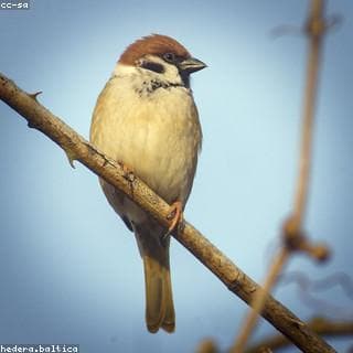 عصفور ছবি