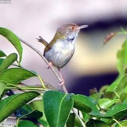 টুনটুনি