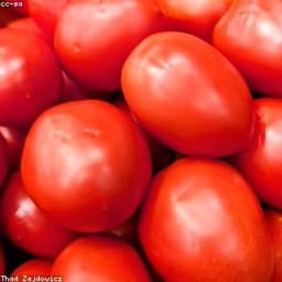 طماطم