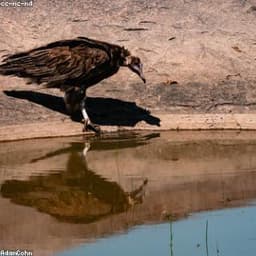 Vulture