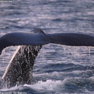 Whale ছবি