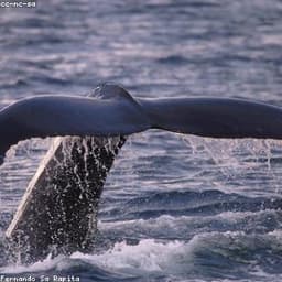 Whale
