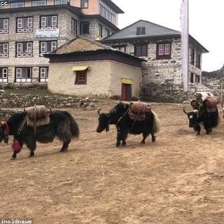 Yak ছবি