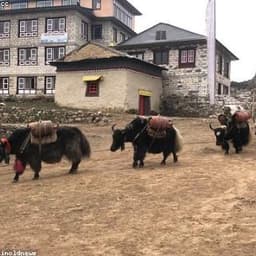 Yak