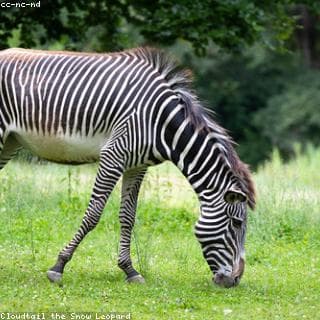 Zebra ছবি