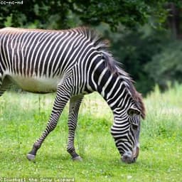 Zebra